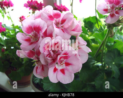 Blumen auf der Fensterbank mit Blumenstrauß rosa Blüten Nahaufnahme Stockfoto