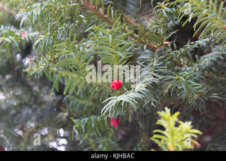 Nahaufnahme von Yew Tree Branch und Beeren, flachen konzentrieren. Stockfoto