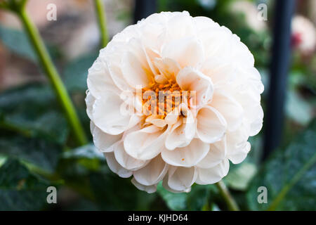 In der Nähe von white dahlia Blume Stockfoto