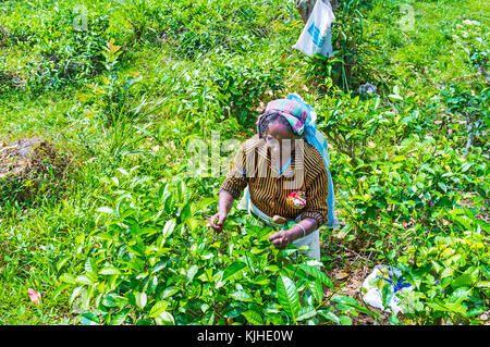 Demodara, Sri Lanka - Dezember 1, 2016: Ältere Menschen Kaffee picker bei der Arbeit auf der Teeplantage in berühmten touristischen Region, am 1. Dezember in demodara. Stockfoto