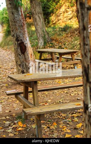 Holzbänke im Wald Stockfoto