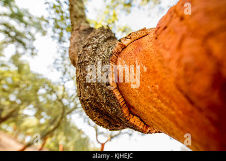 Eiche Baumrinde Stockfoto