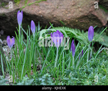 Violette Crocus Crocus sativa Blüten auf Wiese Blume Stockfoto