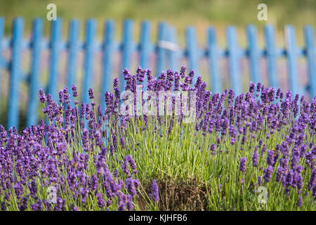 Lavendel Lavendel blühen Shropshire, England, Großbritannien Stockfoto