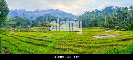 Der Sonnenuntergang Himmel über die Felder von ketawala, von Dschungel Wäldern umgeben, Sri Lanka. Stockfoto