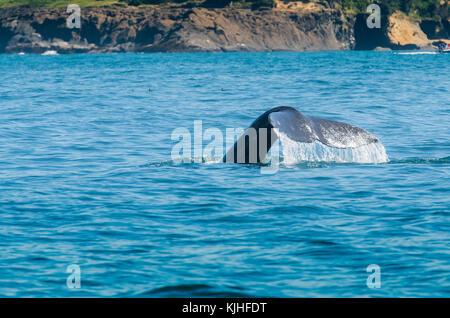 Wasser tropft Whale Tail, da Sie Tauchgänge für Lebensmittel Stockfoto