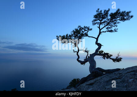 Allein Baum am Rand der Klippe Stockfoto