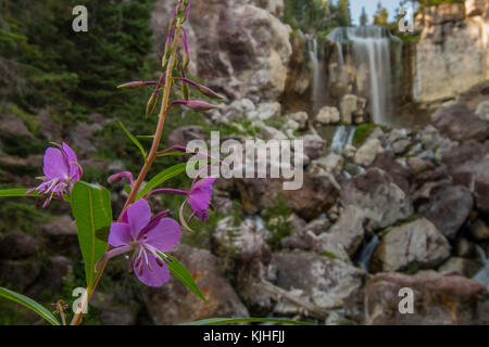 Wildblumen vor Paulina fällt in der Nähe von Bend, Oregon Stockfoto