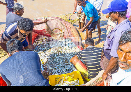 Bentota, Sri Lanka - Dezember 6, 2016: Die Fischer pack whitebait jfresh Fang der Fische an die Kunststoffkästen, sitzen auf dem Sand Strand, am Dezember Stockfoto