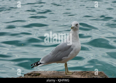 Close-up Profil ansehen graue und weiße Möwe mit Schwarz-weiß gemusterten Schwanzfedern, thront auf Rock mit blau-grünen Wasser im Hintergrund Stockfoto