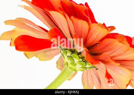 Close Up unter Seitenansicht des orange rot Zinnia elegans, Platz auf der Avenida Diagonal Stockfoto