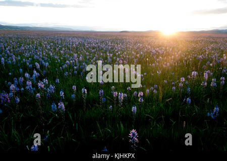 Sonnenuntergang über camas Wiese in Centennial Marsh, Camas Prairie, Camas County, Idaho Stockfoto