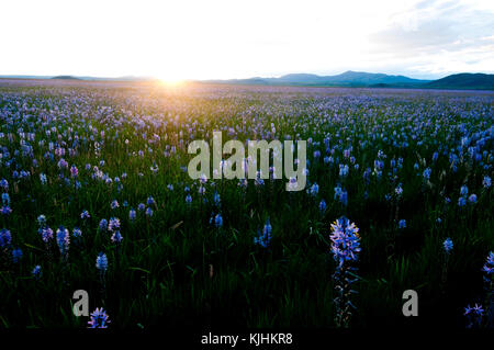 Sonnenuntergang über camas Wiese in Centennial Marsh Idaho Stockfoto