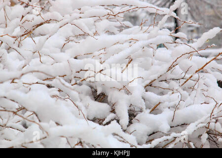 Bush mit dem ersten flauschigen Schnee im Winter in der Nähe abgedeckt. Stockfoto