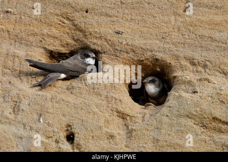 Sand Martin / Uferschwalben (Riparia riparia) Ruhen im Eingang ihrer Nistlöcher in einem sandigen Flussufer, Tierwelt, Europa. Stockfoto