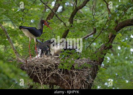 Schwarzer Storch/Störche (Ciconia nigra) bei ihrem Nistplatz nach Fütterung der Küken, hoch oben in einem riesigen alten Buche, verborgen, geheimnisvoll, Europa. Stockfoto