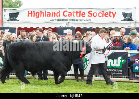 HM der Königin Dubhe von Craigowmill Prionnsa, einem sechs Jahre alten schwarzen Stier Gewinnen der männlichen Meisterschaft und finden insgesamt am Royal Highland Show Stockfoto