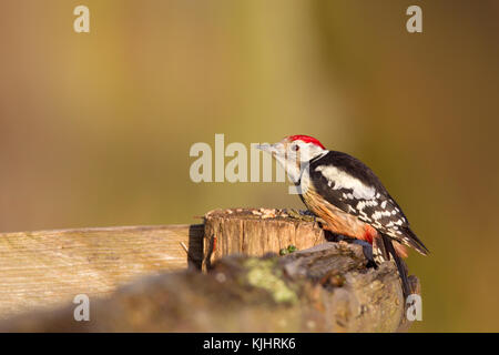 Mitte Buntspecht (leiopicus medius) im Naturschutzgebiet moenchbruch in der Nähe von Frankfurt, Deutschland. Stockfoto