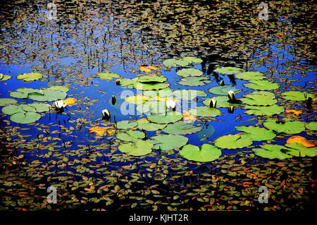 Nymphaeales Familie. Seerosen Stockfoto