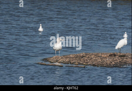 Große Schwarze - gesichert (Larus marinus) Küken Stockfoto