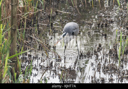 Die nahrungssuche Graureiher (Ardea cinerea) Stockfoto