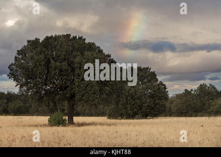 Raimbow über einen immergrünen Eiche (Quercus ilex) in einer Wiese von Toledo, Spanien Stockfoto