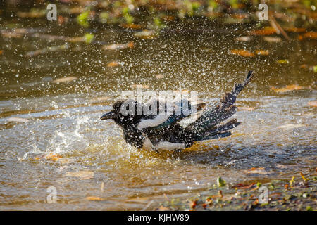 Eurasische Elster (Pica pica) beim Baden im Teich auf Barn Hill, Wembley Park Stockfoto