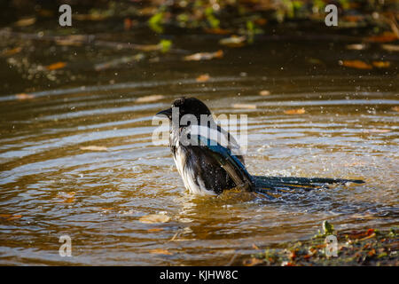 Eurasische Elster (Pica pica) beim Baden im Teich auf Barn Hill, Wembley Park Stockfoto