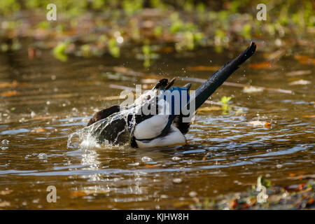 Eurasische Elster (Pica pica) beim Baden im Teich auf Barn Hill, Wembley Park Stockfoto