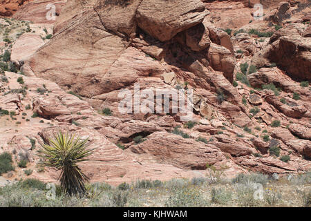 Szenen und Themen in und rund um die Red Rock Canyon National Conservation Area in der Nähe von Las Vegas, Nevada Stockfoto