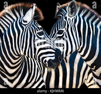 Zwei Zebra, Mpumalanga, Südafrika Stockfoto