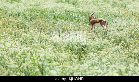 Junge Springbock (Antidorcas marsupialis), Kgalagadi Transfrontier Park, Südafrika Stockfoto