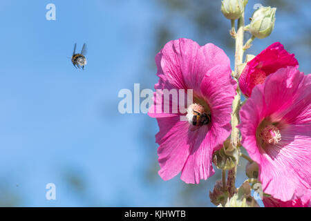 Hummeln bestäubt Malve Blumen, Gefallen, Niedersachsen, Deutschland Stockfoto