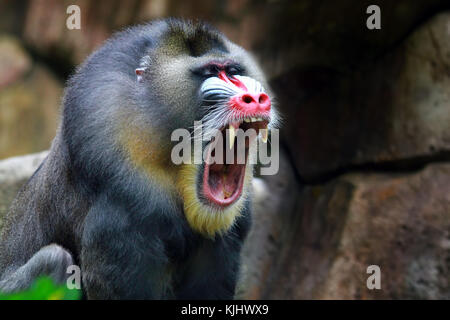 Porträt eines Mandrill (mandrillus Sphinx) schreien Stockfoto