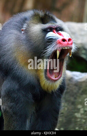 Porträt eines Mandrill (mandrillus Sphinx) schreien Stockfoto