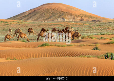 Herde Kamele in der Wüste, Saudi-Arabien Stockfoto