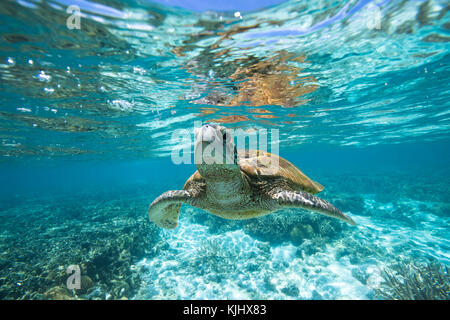 Schildkröten schwimmen unter Wasser, Lady Elliot Island, Queensland, Australien Stockfoto