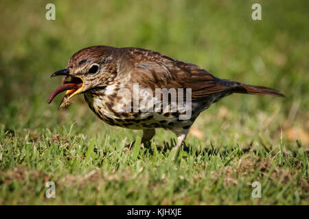 Dieser Song Thrush war sicherlich nicht früh. Er/sie war in der Mitte des Frühstücks bei etwa 6:00 Uhr erwischt. Stockfoto