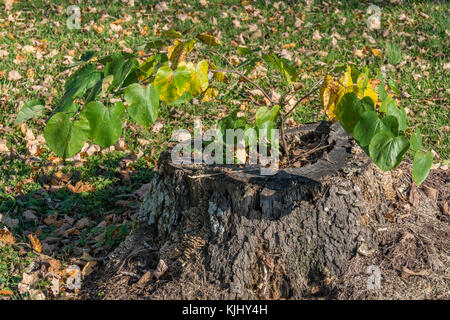 Junge östlichen redbud Baum in den Stumpf eines gefallenen cherry tree Stockfoto