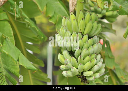 Bananensorte Ducasse reifet auf Bananenpflanze in Suburbia, Townsville, Queensland, Australien Stockfoto