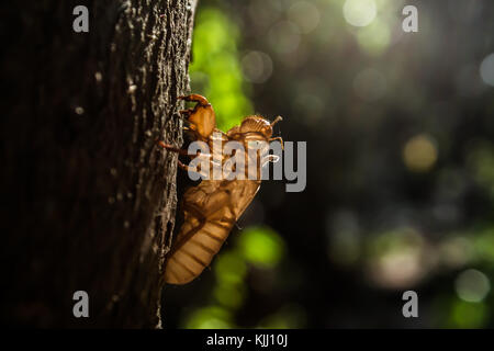 Zikade Larven an einem Abend Baum in Surat Thani thailand Stockfoto