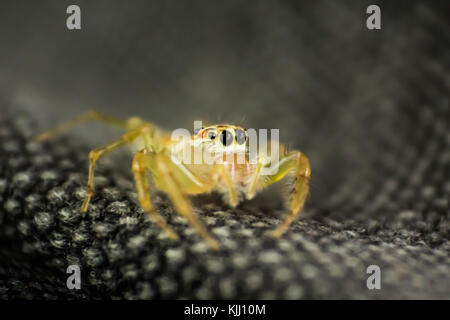 Spinne am Abend in Surat Thani Thailand springen Stockfoto