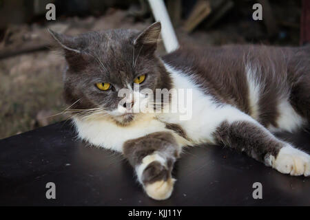 Persische Katzen in Braunes Auge Tempel in der Provinz Surat Thani thailand Stockfoto