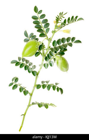 Kabuli Kichererbse (Cicer arietinum), plant mit Hülsen und Blätter. beschneidungspfade Stockfoto