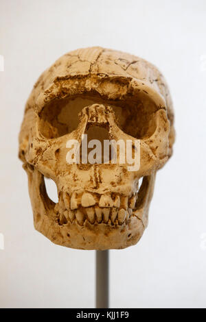 MusŽe de l'homme, Museum der Menschheit, Paris. Homo ergaster Schädel. Frankreich. Stockfoto