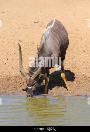 Ein nyala (tragelaphus angasii) am Wasserloch in Mkuze Game Reserve, Südafrika Stockfoto