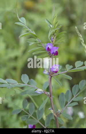 Vetch, Vicia sativa ssp. Sativa, in Blume. Stockfoto