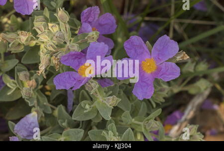 Graublättrige Cistus, Cistus albidus, Stockfoto