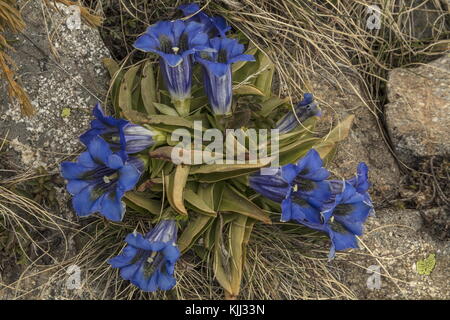 Stammlose Enzian, Gentiana acaulis, in Blüte im frühen Frühjahr am Col de la Lombarde, Colle della Lombarda, Seealpen. Stockfoto