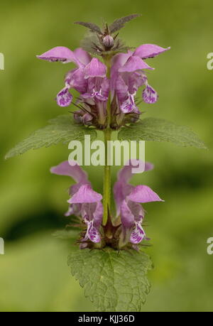 Gefleckte tote Brennnessel, Lamium maculatum, in einer Blüte im Wald, Frankreich Stockfoto